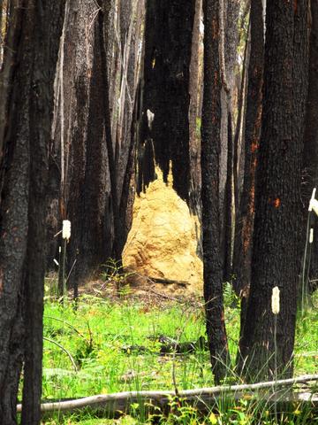 Der im Vorjahr verbrannte Wald - ein Eldorado für Termiten! - (Australien, Natur, Nationalpark)