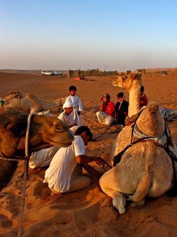 'Pediküre' - bei Kamelen mit der Säge - (Tourismus, Oman, Arabien)