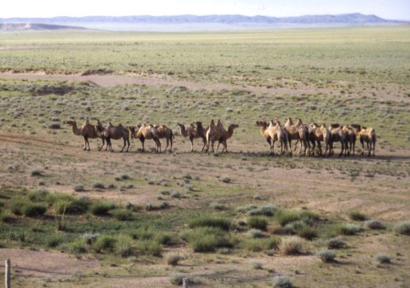 In der Gobi - (China, Russland, Moskau)