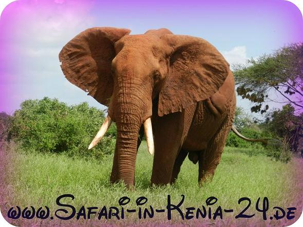- (Afrika, Geld, Safari)