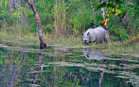 Im Chitwan Nationalpark, zu Fuß unterwegs - (Tiere, Safari, Kontinent)