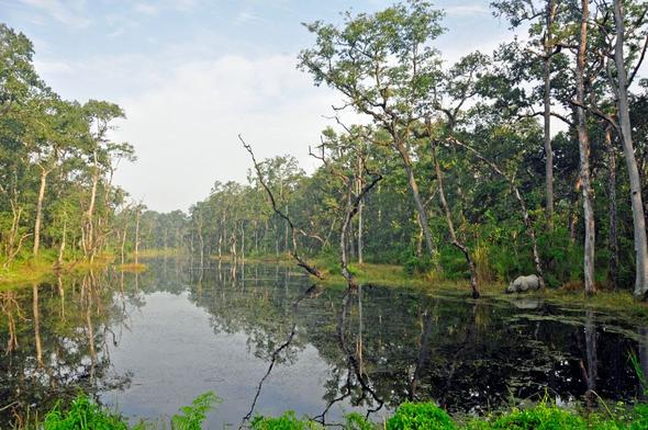 Im Chitwan Nationalpark, zu Fuß unterwegs - (Tiere, Safari, Kontinent)