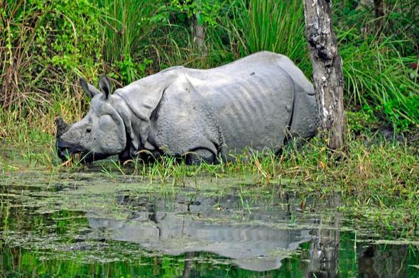Im Chitwan Nationalpark, zu Fuß unterwegs - (Tiere, Safari, Kontinent)