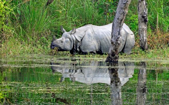 Im Chitwan Nationalpark, zu Fuß unterwegs - (Tiere, Safari, Kontinent)