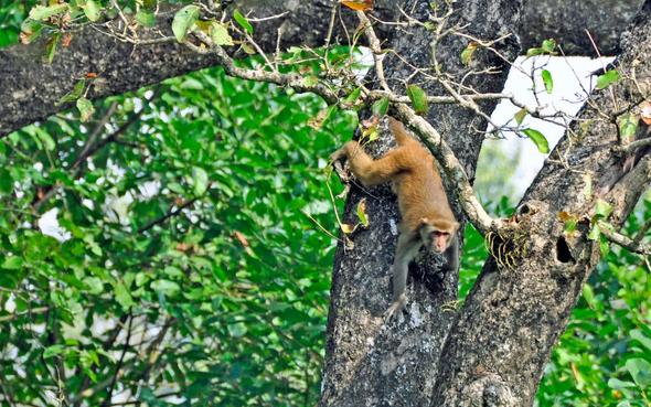 Im Chitwan Nationalpark, zu Fuß unterwegs - (Tiere, Safari, Kontinent)