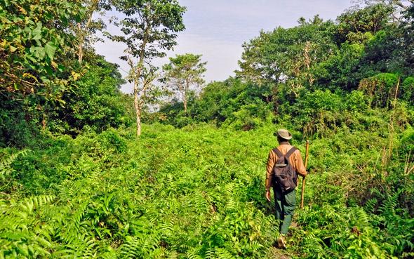 Im Chitwan Nationalpark, zu Fuß unterwegs - (Tiere, Safari, Kontinent)