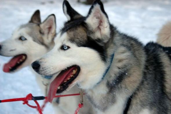 Arvidsjaur / Schweden - (Schweden, Kiruna)