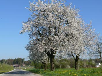 Bodensee Apfelblüte - (Bodensee, Apfelbluete)