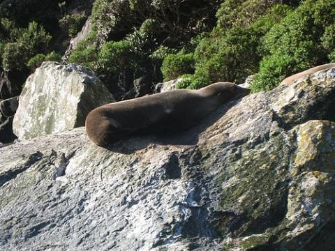 Seelöwe in Milford Sound genießt die Sonne - (Neuseeland, Milford Sound)