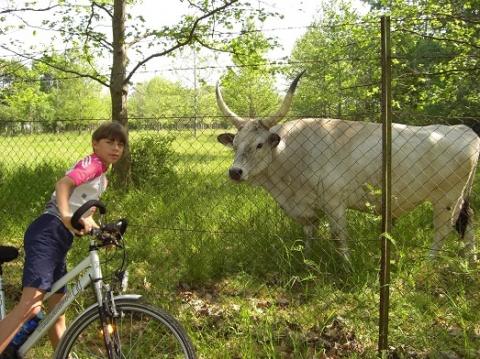 Ungarisches Graurind - (Planung, Fahrrad Reise, Ukraine Anreise)