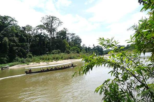 Per Boot durch den Taman Negara Nationalpark in Malaysia - (Natur, Malaysia, Bootsfahrt)