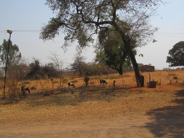 Strassen - (Dubai, Safari, Hochzeitsreise)