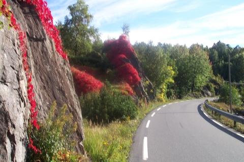 norwegen idian sommer - (Skandinavien, Norwegen, Schweden)