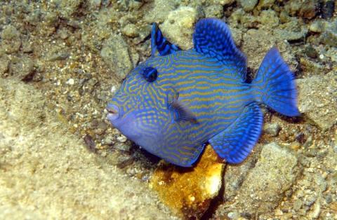 juveniler Blaustreifendrücker - (Ägypten, Tauchen, Schnorcheln)
