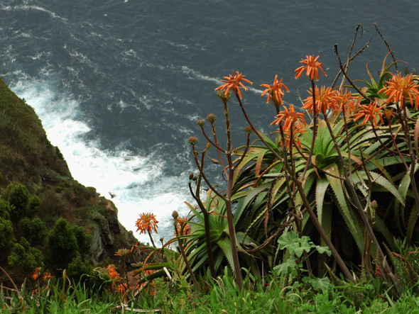2016a - (Azoren, Ponta Delgada, Taxi Ponta Delgada)