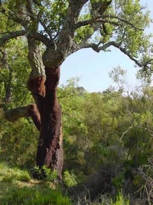 Korkeichenwälder in Andalusien - (Spanien, reiten, Reitgebiet)