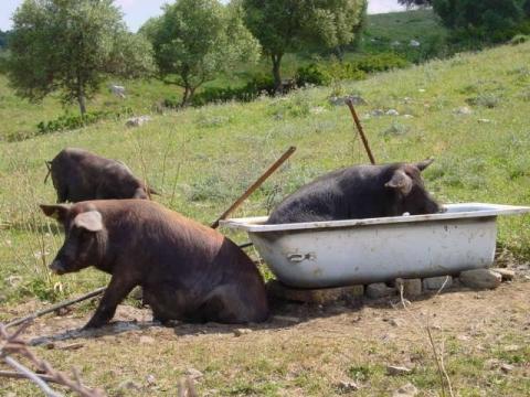 glückliche Schweine in Andalusien - (Spanien, Natur, grüner urlaub)