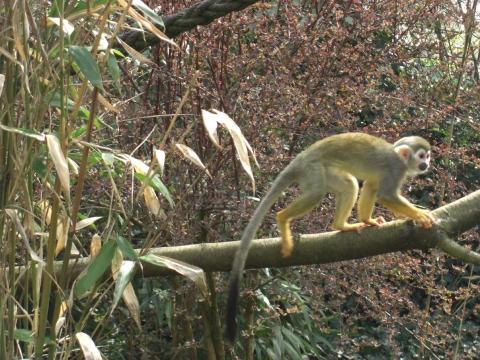 - (Deutschland, Serengeti, Safaripark)