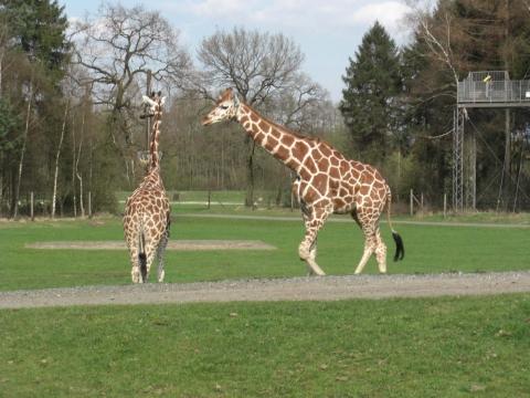- (Deutschland, Serengeti, Safaripark)