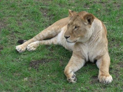 - (Deutschland, Serengeti, Safaripark)