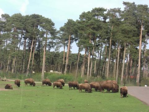 - (Deutschland, Serengeti, Safaripark)