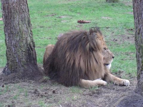- (Deutschland, Serengeti, Safaripark)