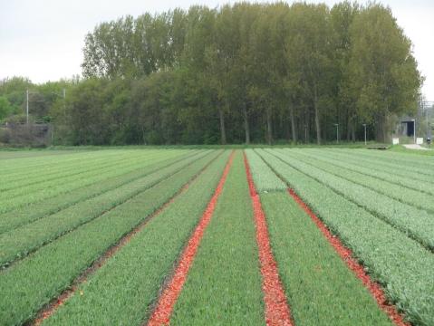Ein Tulpenfeld ohne der Blumen - (Niederlande, Holland, Blumenfelder)