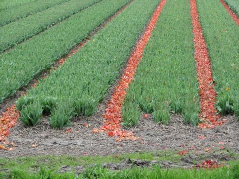Hier mehr detail. Sind also schön gekopft - (Niederlande, Holland, Blumenfelder)
