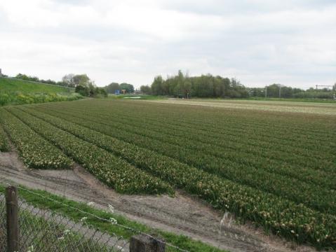 Auch die Hyazinten sind ausgebluht - (Niederlande, Holland, Blumenfelder)