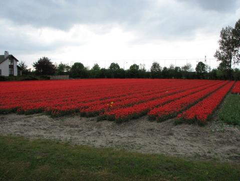 In Sassenheim aber noch ein kleines Feld gefunden - (Niederlande, Holland, Blumenfelder)