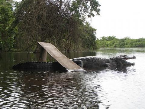 Alligator - Pampa - (Reise, Südamerika, Argentinien)