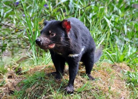 Im Tasmanian Devil Park - (Reise, Australien, Tasmanien)
