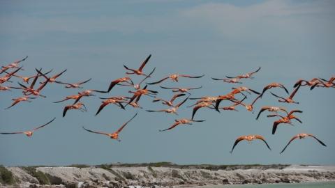 Flamingos am Rio Lagatos - (Sehenswürdigkeiten, Lateinamerika, Mexiko)