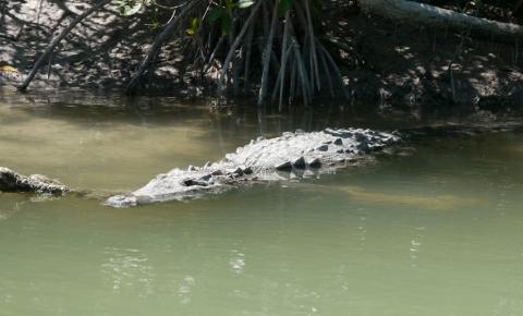 Aligator am Rio Lagartos - (Sehenswürdigkeiten, Lateinamerika, Mexiko)