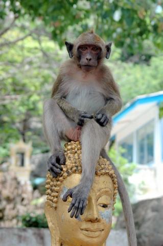 Tempelaffe in Hua Hin - (Urlaub, Asien, Thailand)