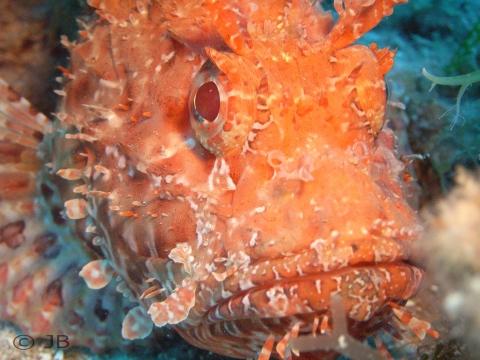 - (Europa, Aktivreise, Tauchspot)