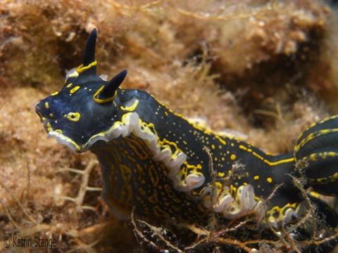 - (Europa, Aktivreise, Tauchspot)