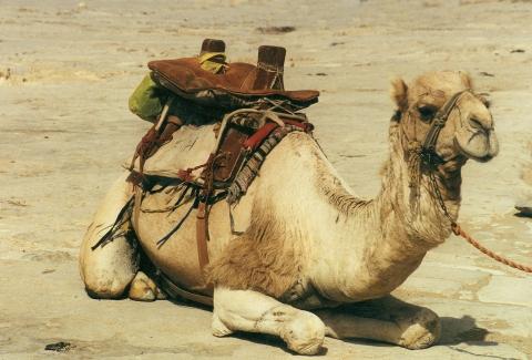 "Unser" Kapitän - (Reise, Sehenswürdigkeiten, Ägypten)