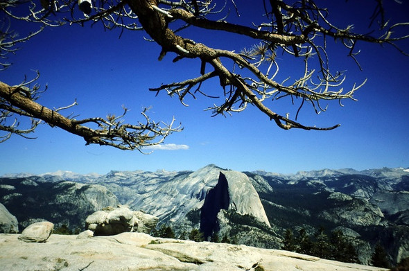 Wie heißt dieser Aussichtspunkt mit dem markanten Baum - (USA, Kalifornien, Yosemite)