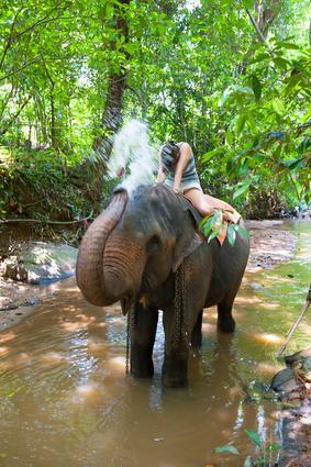 ... die Elefanten? - (Asien, Reiseziel, Thailand)